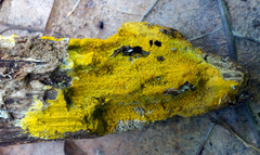 Phlebiodontia subochracea