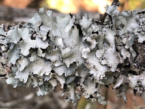 Parmotrema arnoldii (Du Rietz) Hale