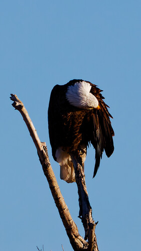 Bald Eagle photographed in Utah