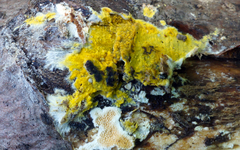 Phlebiodontia subochracea