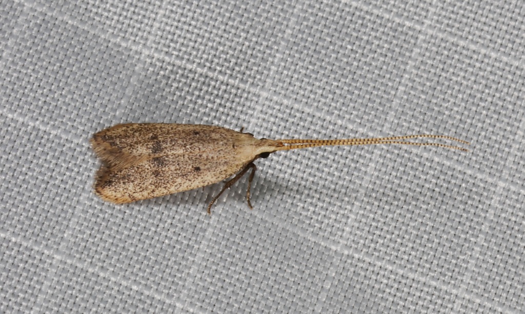 Lecithocera glabrata