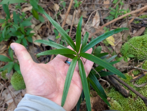 Podocarpus macrophyllus
