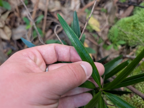 Podocarpus macrophyllus
