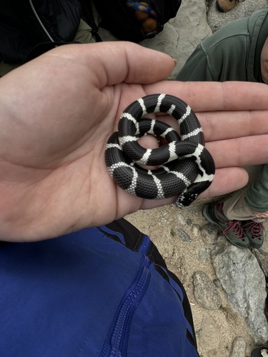 iNaturalist observation photo of California King Snake