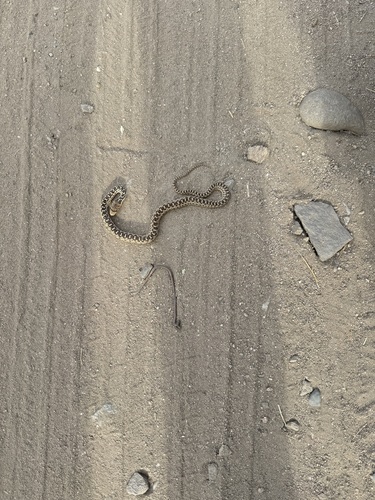 iNaturalist observation photo of Gopher Snake
