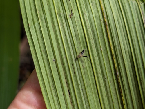 Tetreuaresta obscuriventris observed 2025-03-14