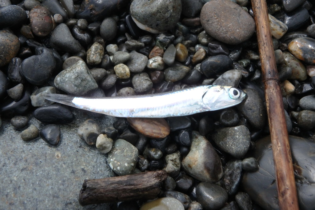 Japanese anchovy