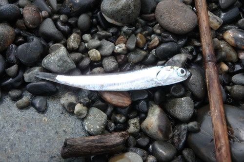 Japanese Anchovy
