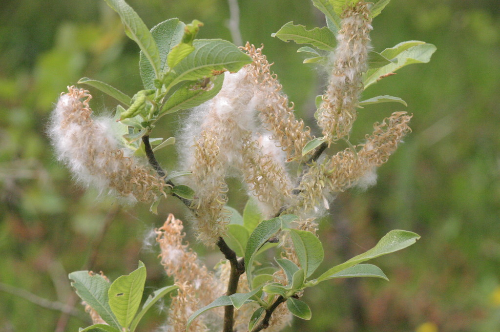 Saule à grandes feuilles (CodeMyPlant) · iNaturalist