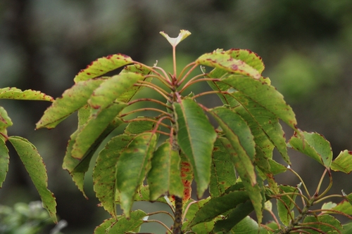 Image of Elaeocarpus bifidus by (c) Damien Wallace, some rights reserved (CC BY)