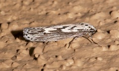 Ethmia semitenebrella