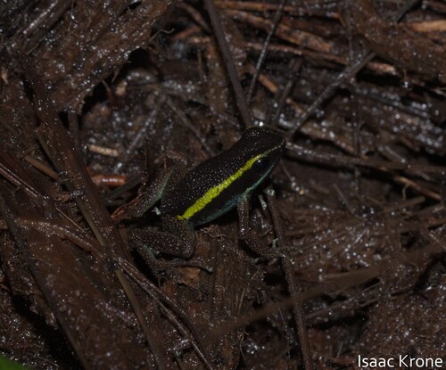 Tambopata Poison Frog, Ameerega simulans