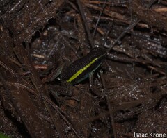Río Madre de Dios Poison Frog
