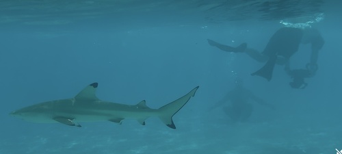 Blacktip Reef Shark