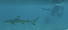 Blacktip Reef Shark