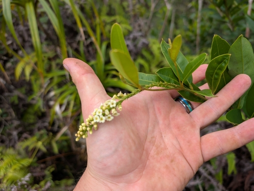 Image of Citharexylum caudatum by (c) Damien Wallace, some rights reserved (CC BY)