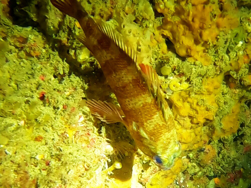 Wilson's seaperch (Hypoplectrodes wilsoni) — Serranidae — 5