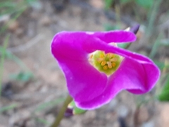Oxalis arenaria