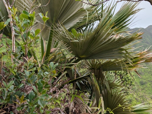 Image of Pritchardia martii by (c) Damien Wallace, some rights reserved (CC BY)