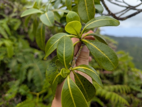Image of Psychotria mariniana by (c) Damien Wallace, some rights reserved (CC BY)