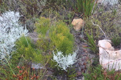 Nanobubon strictum