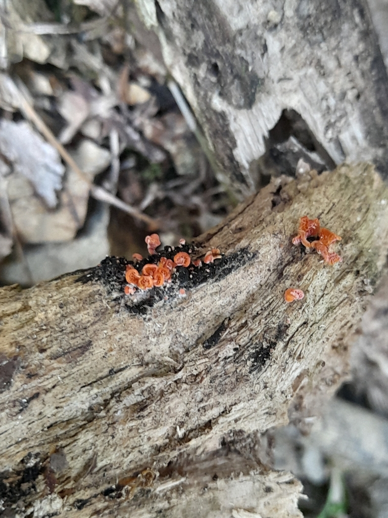 Favolaschia claudopus · March 2025 · photo: © mphnz (iNaturalist, cc0)