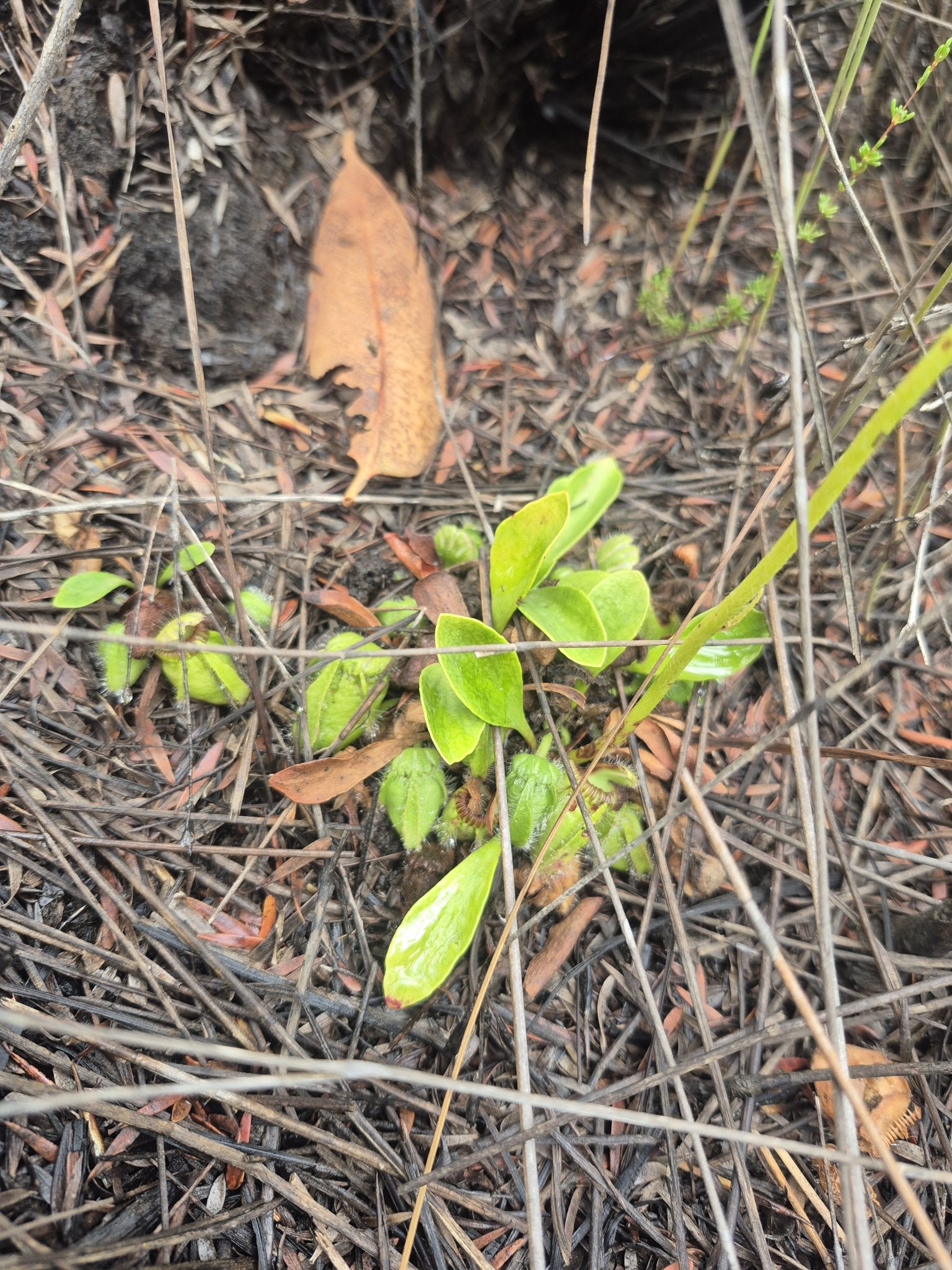 Imagem de Planta-carnívora-australiana