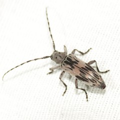 Tigrinestola tigrina