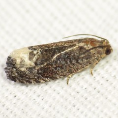 Ecdytolopha nigrita