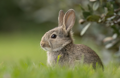 European Rabbit photo 1