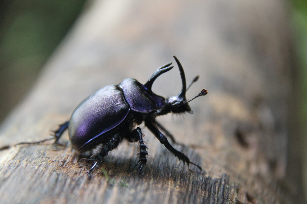 Enoplotrupini