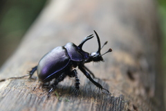 Enoplotrupes sharpi