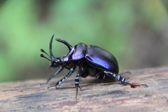 Enoplotrupes sharpi