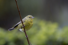 Orange-Crowned Warbler photo 2