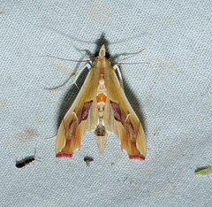 Agathodes monstralis