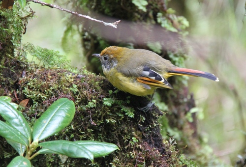 Actinodura strigula