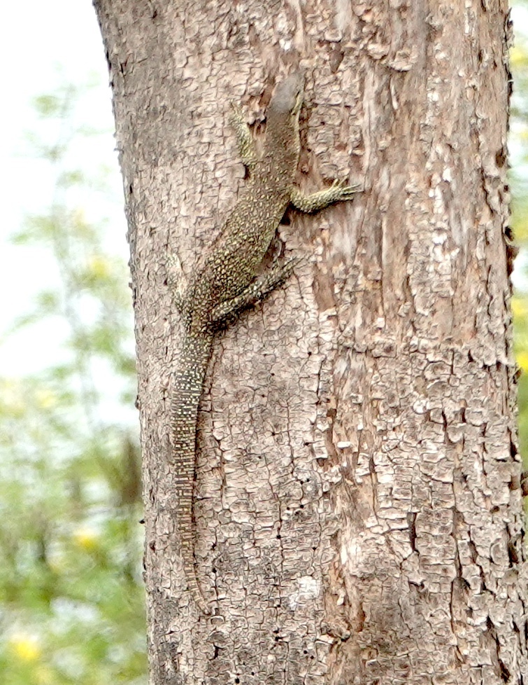 Spotted Tree Monitor