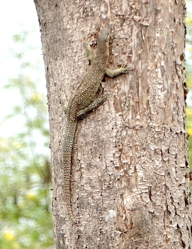 Spotted Tree Monitor