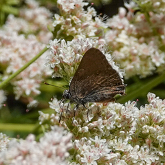 Satyrium saepium