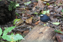 Brachypteryx cruralis