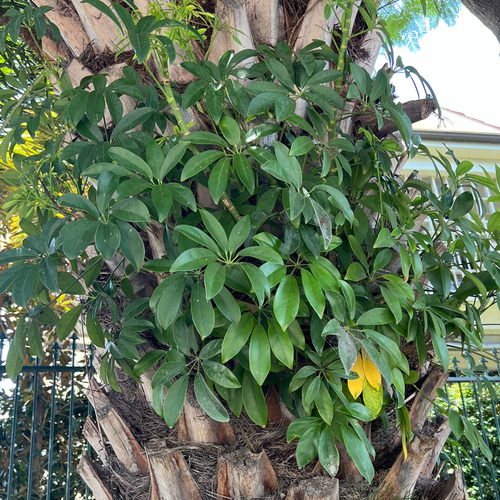 Heptapleurum arboricola