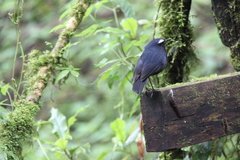 Brachypteryx cruralis