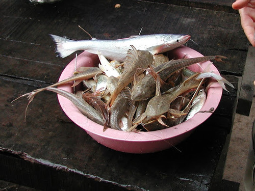 Highwaterman catfish (Hypophthalmus edentatus) — Pimelodidae — 2
