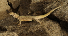 Microlophus peruvianus