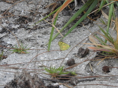 Colotis calais calais