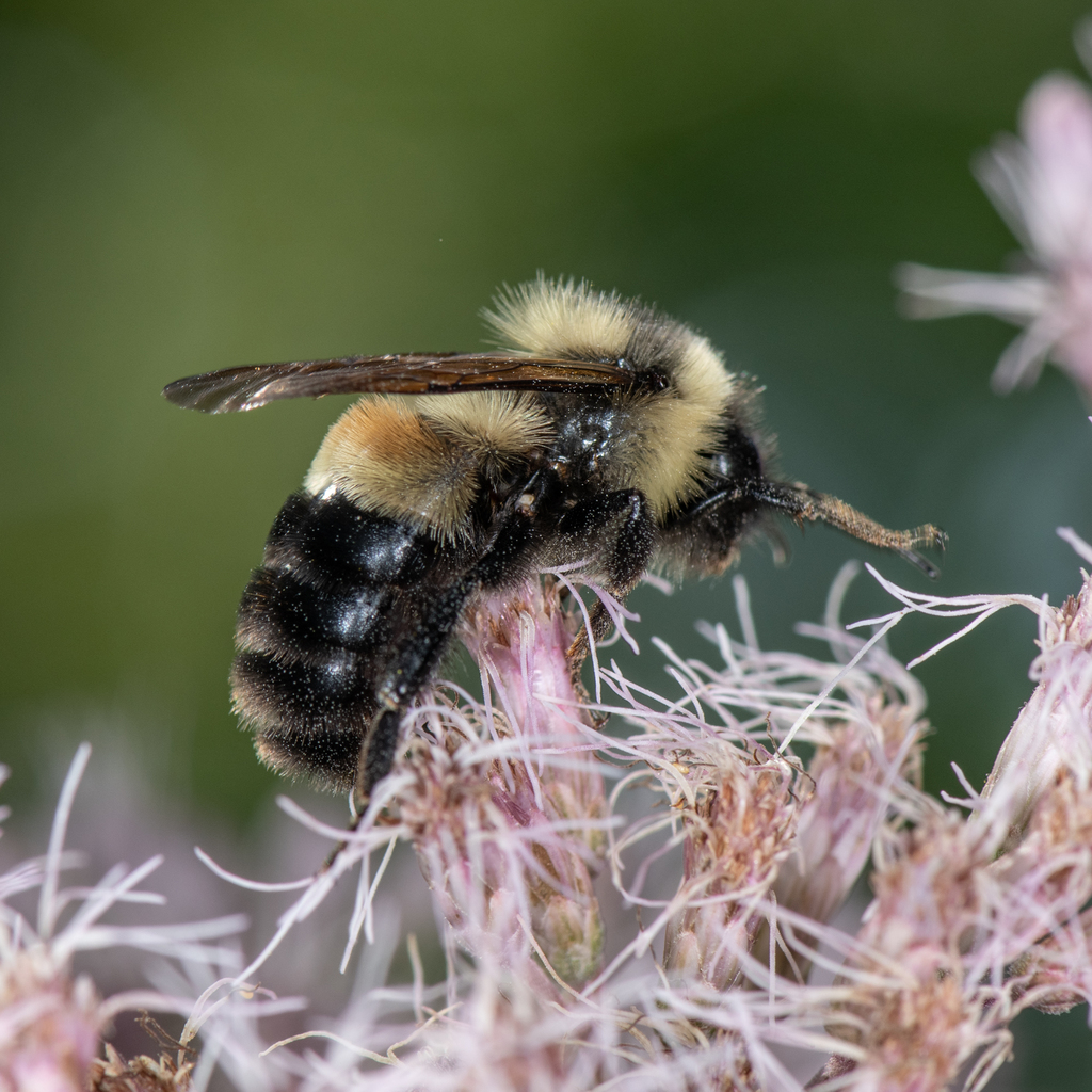 Rusty-patched Bumble Bee (Bombus affinis) · iNaturalist Australia