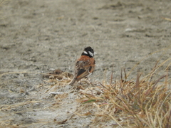 Eremopterix leucotis