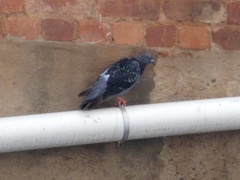 Columba livia domestica