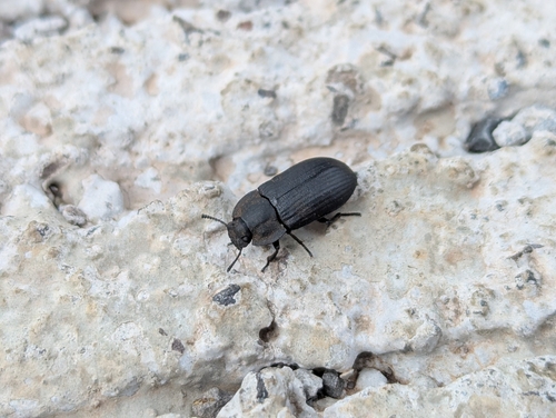Gonocephalum observed 2025-03-14