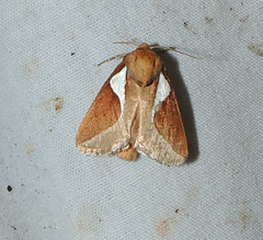 Prolimacodes trigona